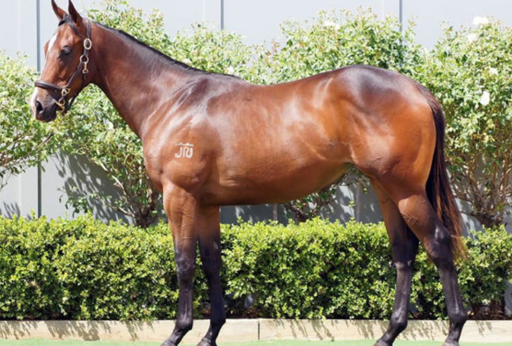 Kembla Trial Success For Bowness Stud Graduates