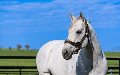 Genuine racehorses: The D’Argento story continues to build momentum