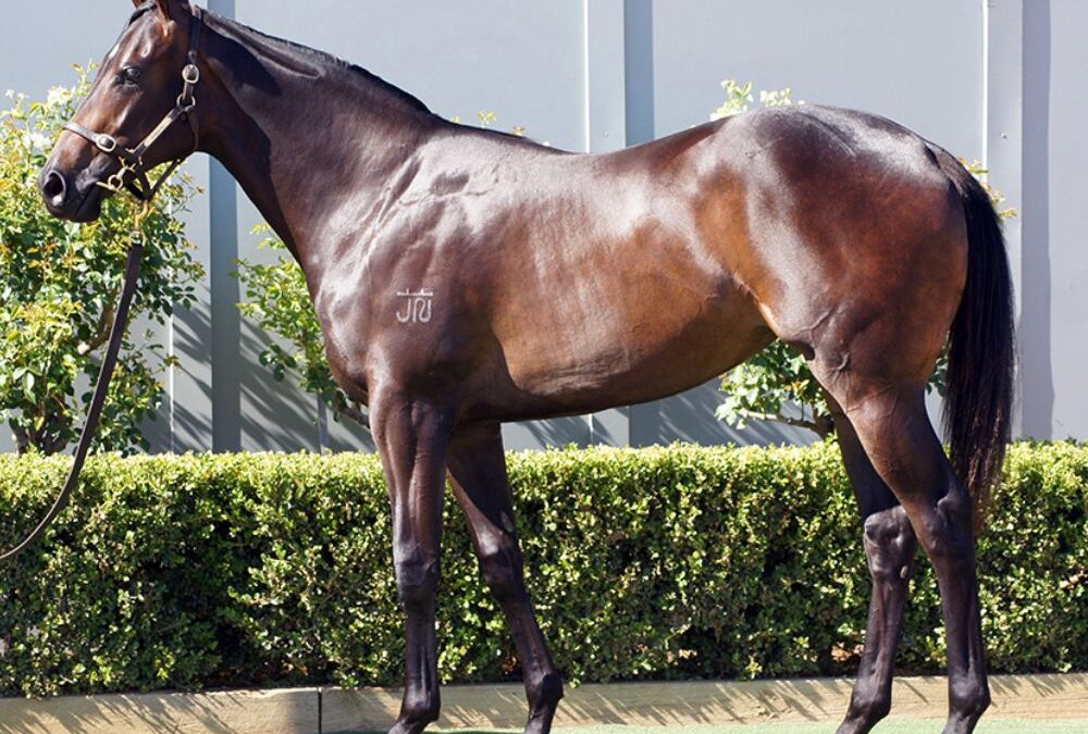 Lot 1051: D’Argento x Because We All Can filly