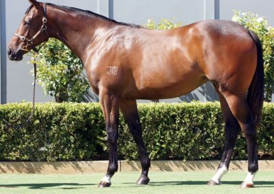 Lot 1209: D’Argento x Just In The Clear filly