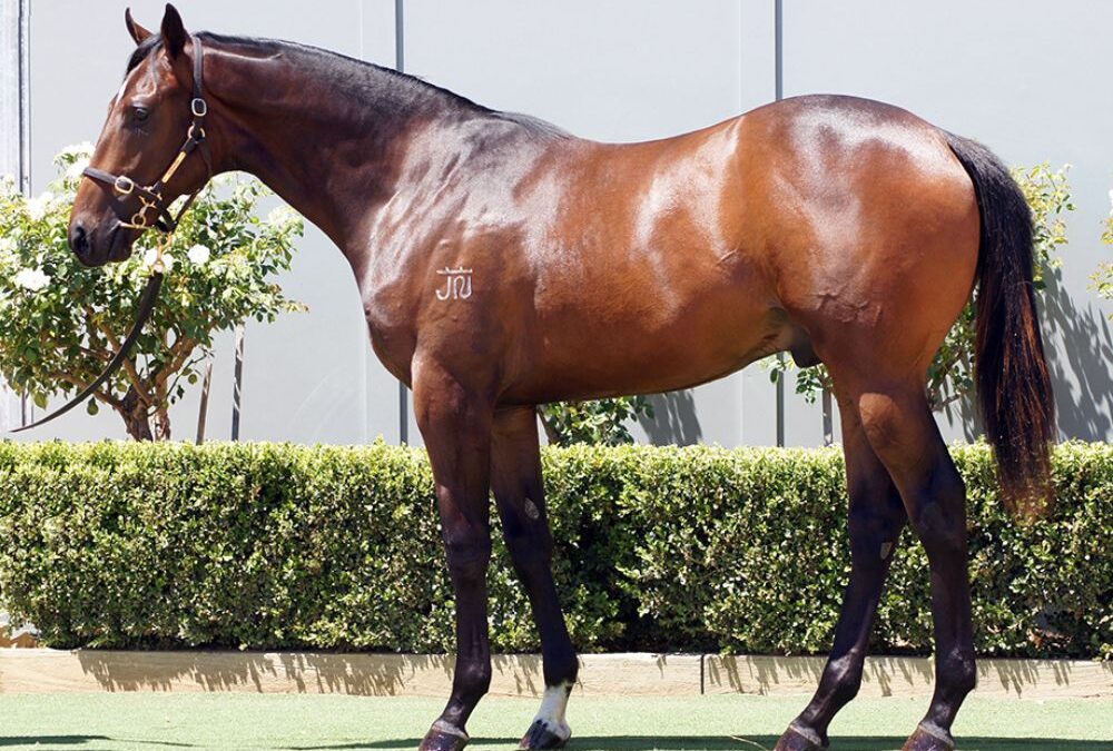 Lot 1334: Omaha Beach x Rainbow Serpent colt