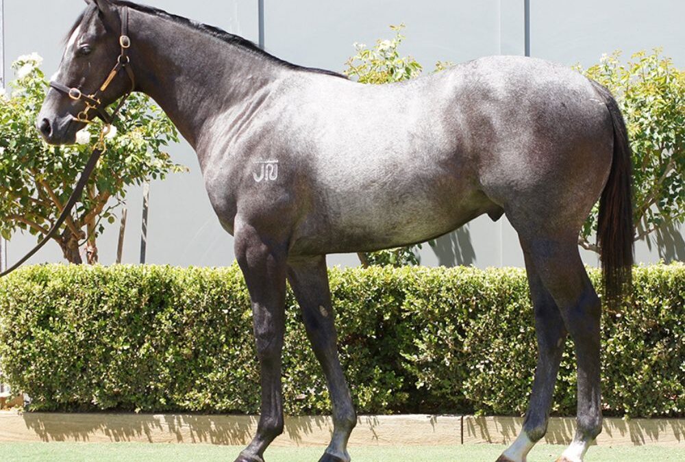 Lot 1343: D’Argento x Rock On Zariz colt