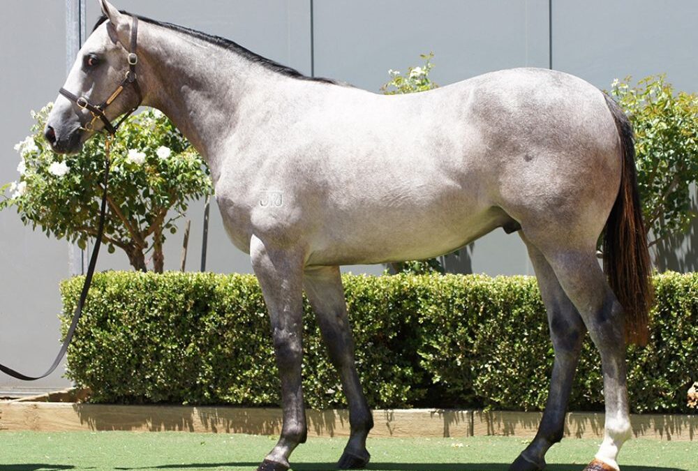 Lot 1359: D’Argento x Sadler’s Wish colt