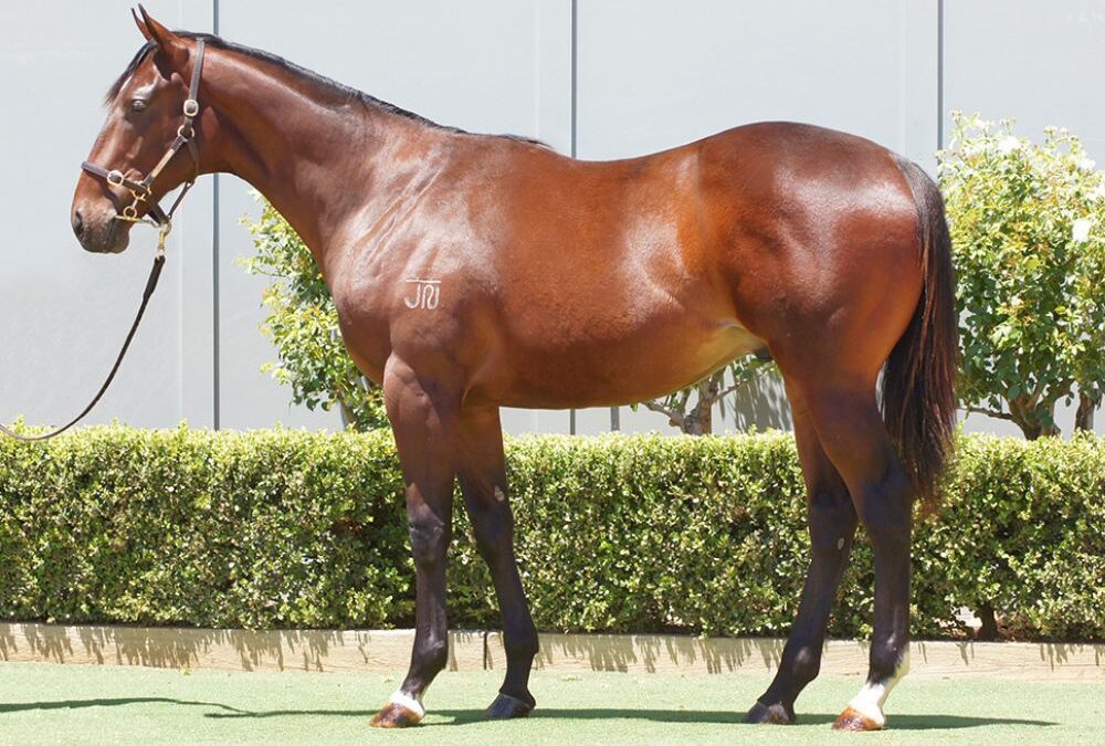 Lot 1372: Yes Yes Yes x Schifty Thinker colt