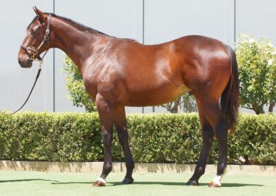 Lot 1372: Yes Yes Yes x Schifty Thinker colt