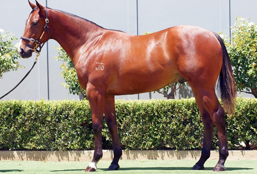 Lot 1423: D’Argento x Tamerett colt