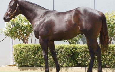 Top Priced D’Argento Yearling Breaks Maiden