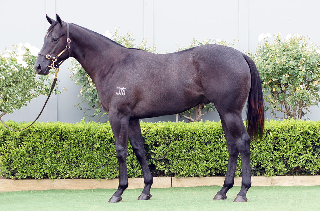 Lot 771: D’Argento x Terminally Pretty colt