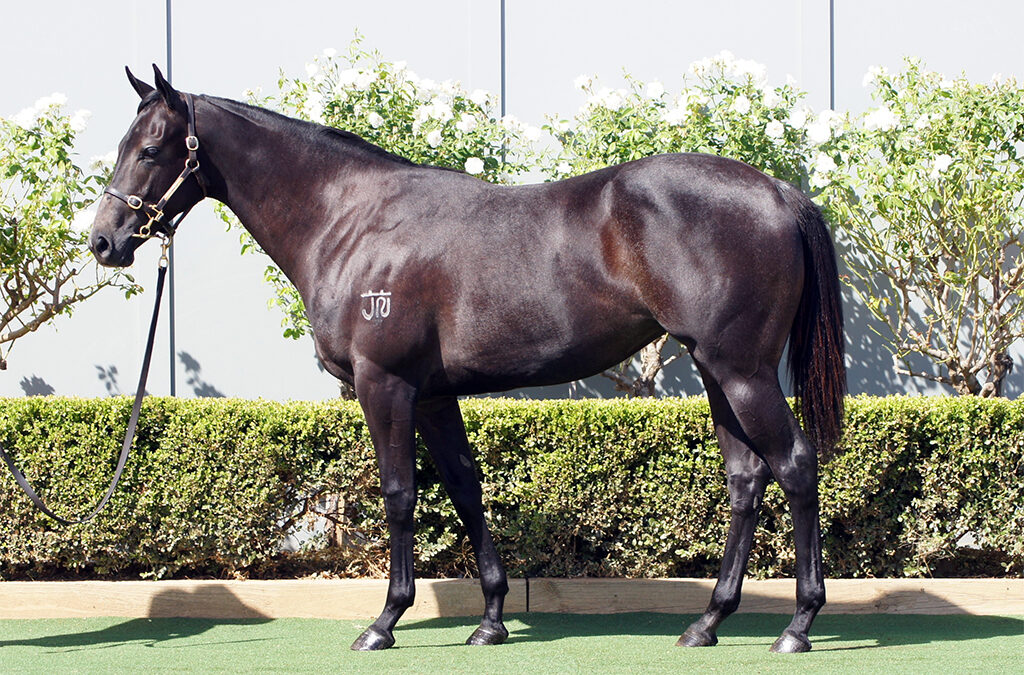 Lot 16: D’Argento x Il Professionale filly