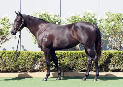 Lot 16: D’Argento x Il Professionale filly