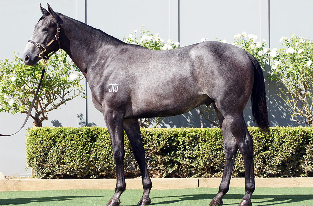 Lot 171: D’Argento x Resplendence colt