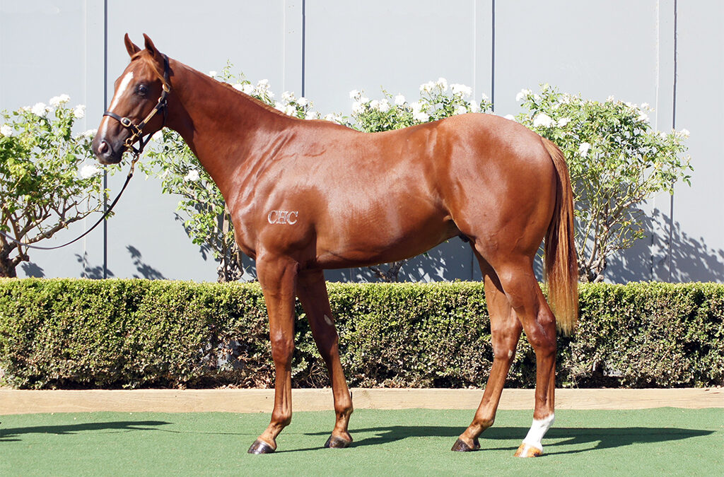 Lot 191: Bivouac x Sasso Corbaro colt