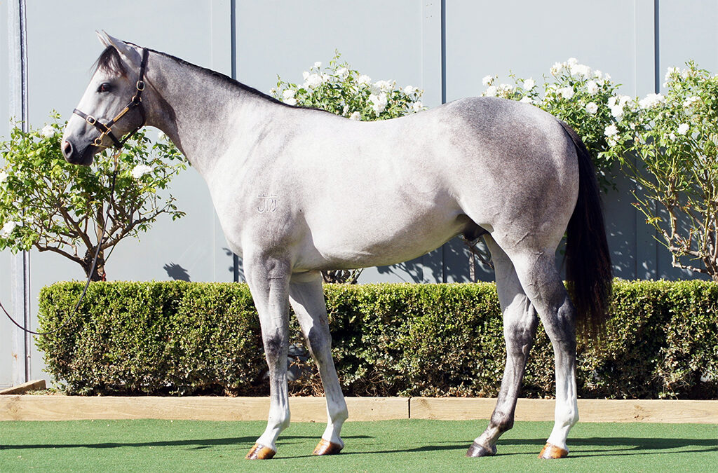 Lot 207: D’Argento x She’s A Storm colt