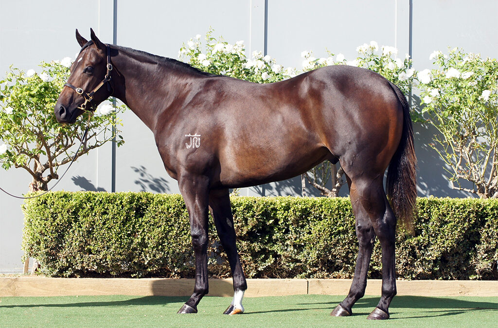 Lot 241: D’Argento x Summer Triangle colt