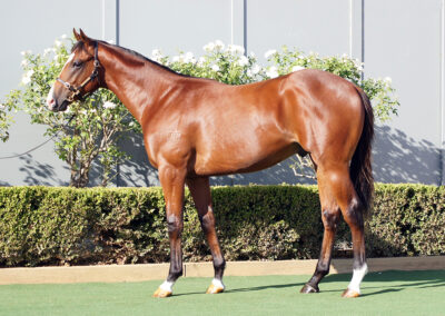 Lot 437: Justify x Full Of Beans colt