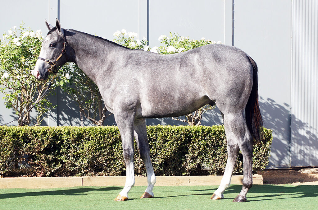 Lot 86: D’Argento x Margie ‘N’ Me colt