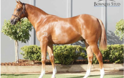 Zoustar Gelding Claims Top Prize at Sydney Royal