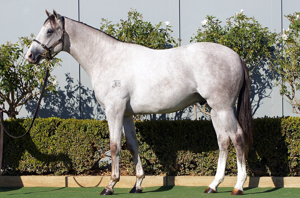 Lot 1201: Puissance de Lune (IRE) x Absolutely Panda’s colt