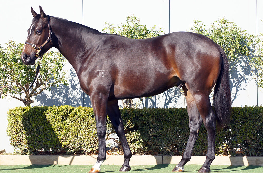 Lot 1216: D’Argento x Aspiring colt