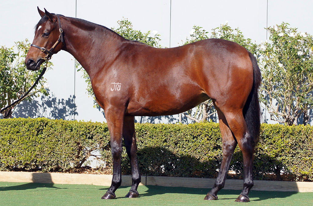 Lot 1244: King’s Legacy x Caribbean Concert filly