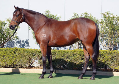 Lot 1244: King’s Legacy x Caribbean Concert filly