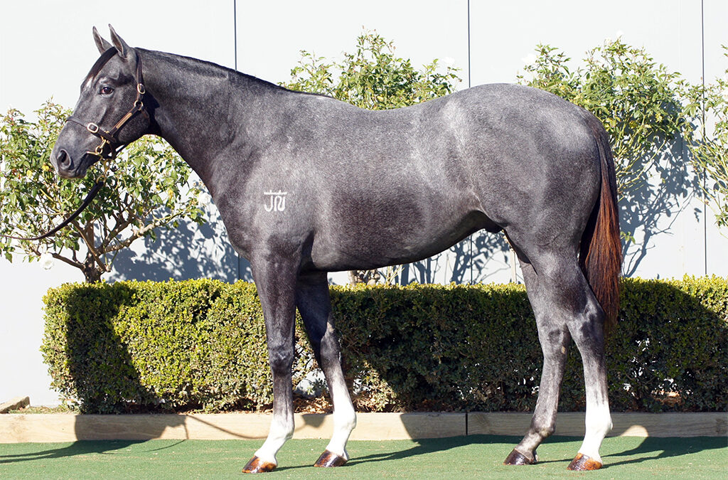 Lot 1257: D’Argento x Corsa Rosa colt