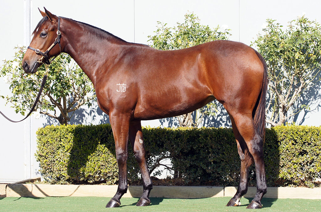 Lot 1279: Brutal (NZ) x Edea filly