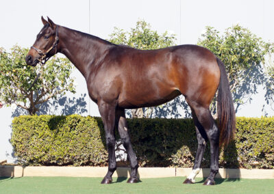 Lot 1300: Better Than Ready x Flitare filly