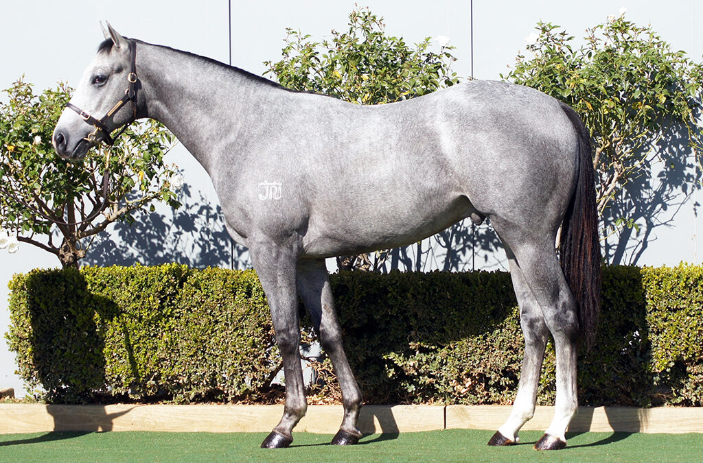 Lot 1313: D’Argento x Gold Hoffa colt