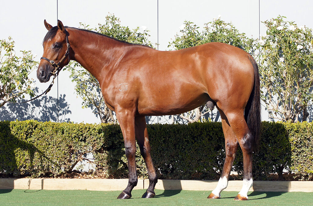 Lot 1322: Admire Mars (JPN) x High Tango colt