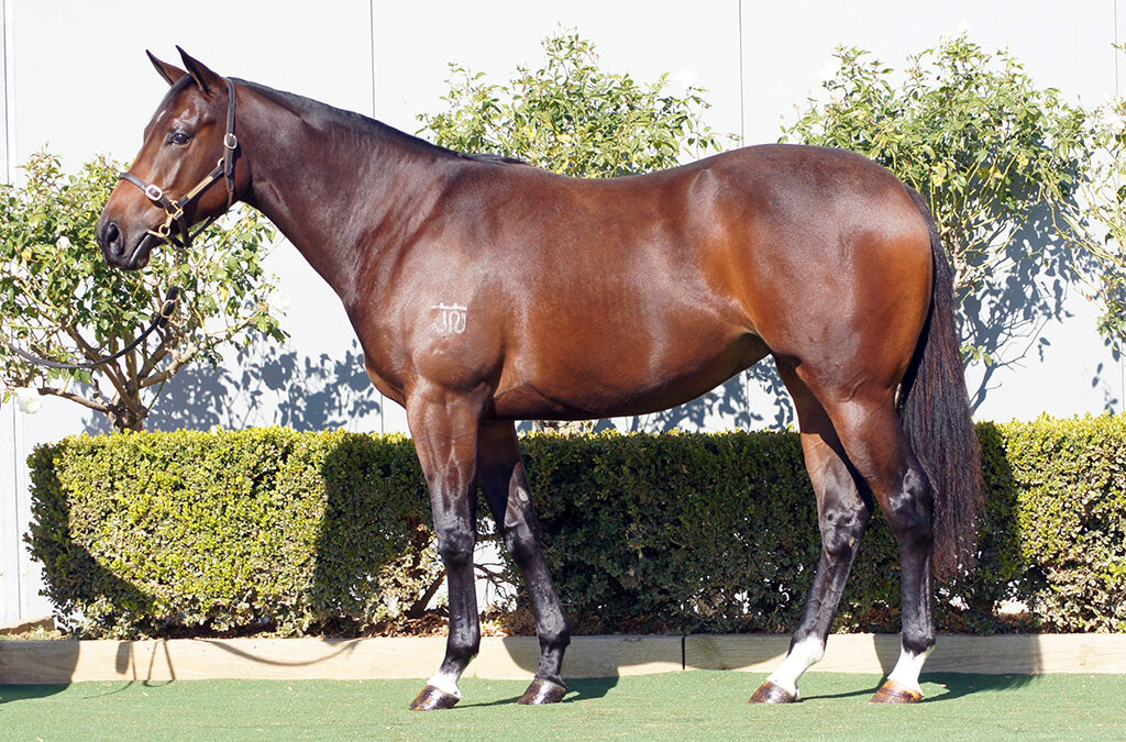 Lot 1339: D’Argento x Just In The Clear (NZ) filly