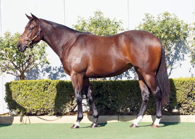 Lot 1339: D’Argento x Just In The Clear (NZ) filly
