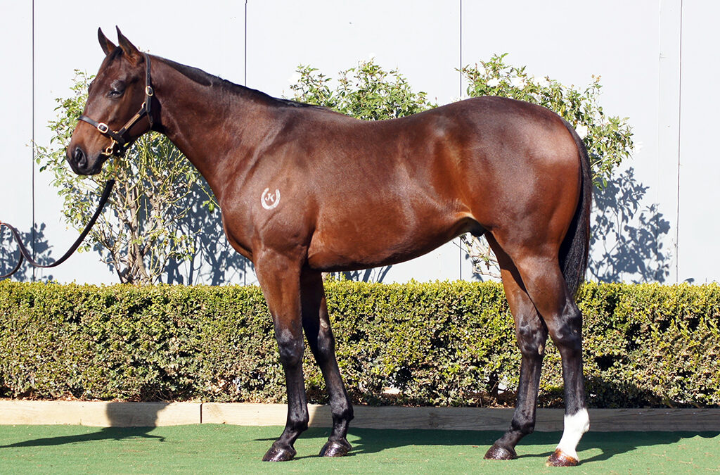 Lot 1460: Yes Yes Yes x Stargazing colt