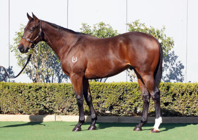 Lot 1460: Yes Yes Yes x Stargazing colt