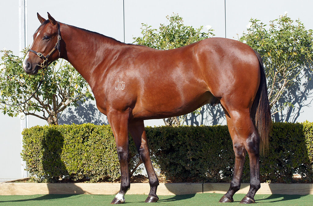 Lot 1476: D’Argento x Tamerett colt