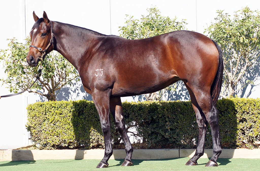 Lot 1564: Denman x Duchess Marizza filly