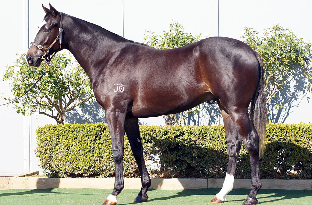 Lot 1608: D’Argento x Sarawak colt