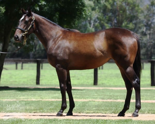 Schifty Thinker as a yearling | Image courtesy of Magic Millions