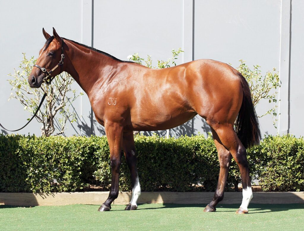 Sneaky Sunrise as a yearling