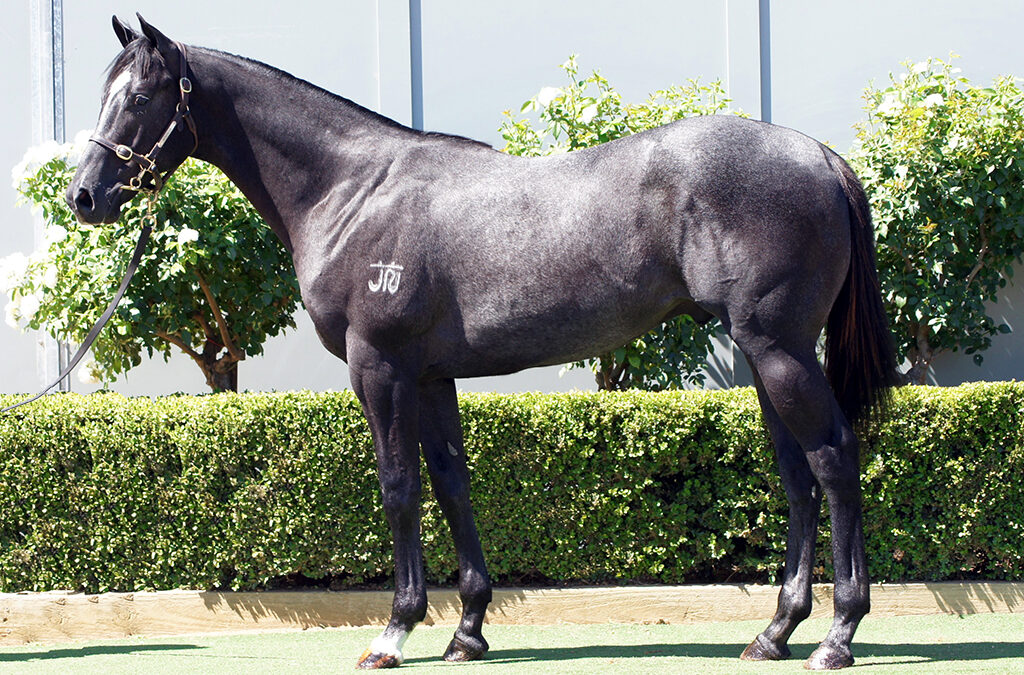 Lot 1042: Trapeze Artist x Trust Her Colt