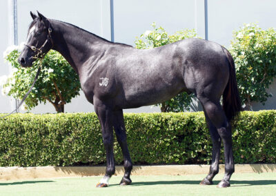 Lot 1042: Trapeze Artist x Trust Her Colt