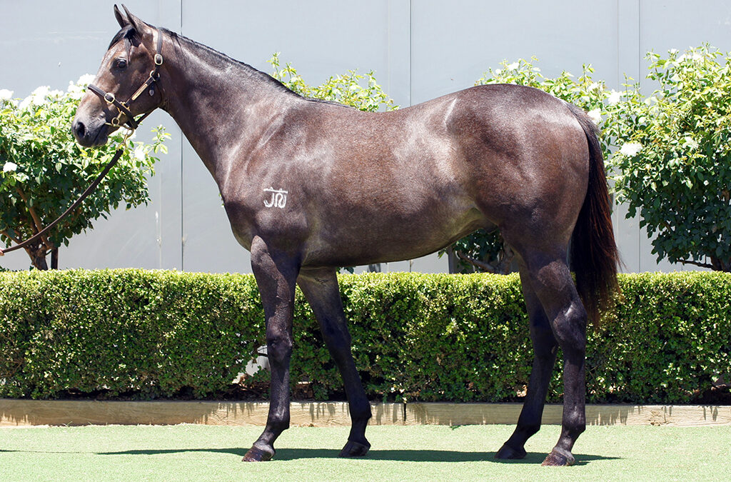 Lot 1068: D’Argento x Wrong Bias Colt