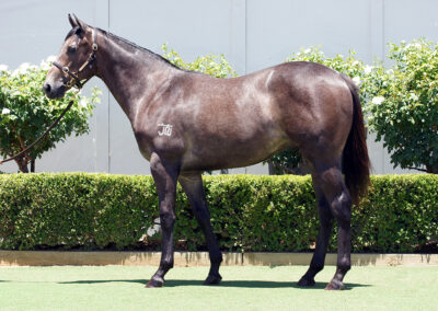 Lot 1068: D’Argento x Wrong Bias Colt