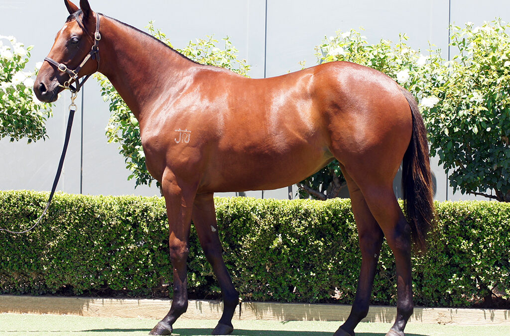 Lot 1074: King’s Legacy x Zero Tolerance Filly