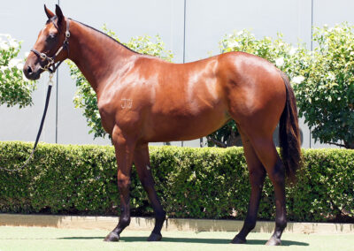 Lot 1074: King’s Legacy x Zero Tolerance Filly