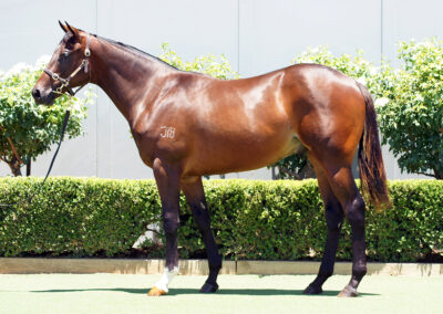 Lot 1075: D’Argento x Zoffany Rose Colt