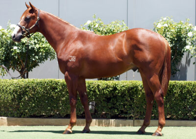 Lot 1121: Yes Yes Yes x Caper Colt