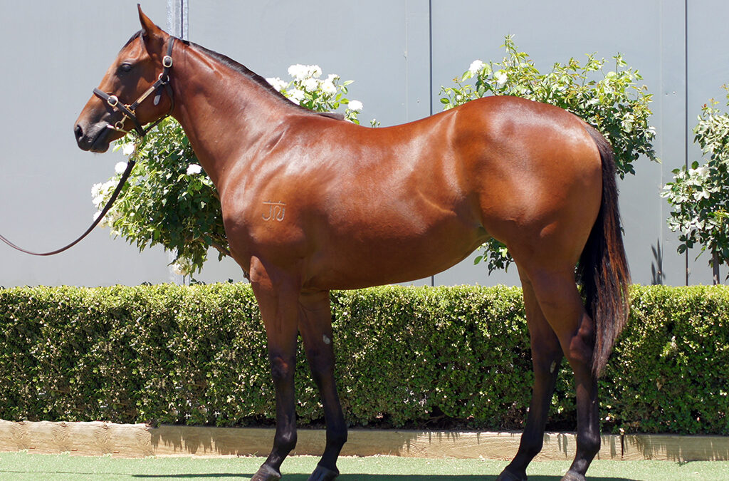 Lot 1123: Cool Aza Beel x Capnicconi Filly