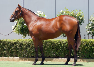 Lot 1123: Cool Aza Beel x Capnicconi Filly