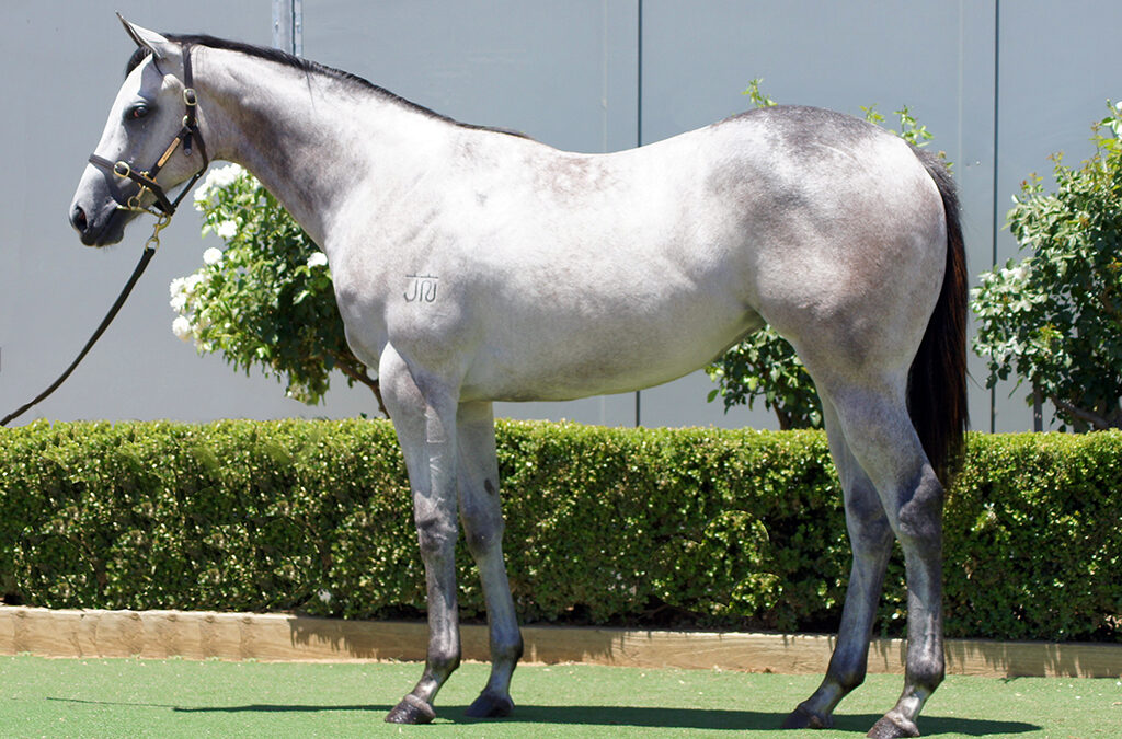 Lot 1137: D’Argento x Cosmology Filly